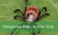 24 Most Dangerous Bugs in New York (Pictures and Identification)