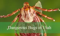 23 Most Dangerous Bugs in Utah (With Pictures and Identification)