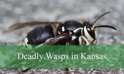 10 The Truth About Deadly Wasps in Kansas You Never Knew