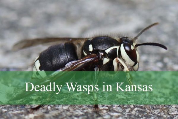 Deadly Wasps in Kansas