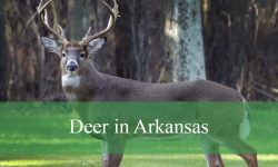 Secrets About Deer in Arkansas You Didn’t Know
