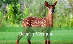 3 Types of Deer in Vermont (With Pictures and Identification)