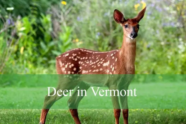 Deer in Vermont
