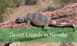 7 Key Survival Traits of Desert Lizards in Nevada