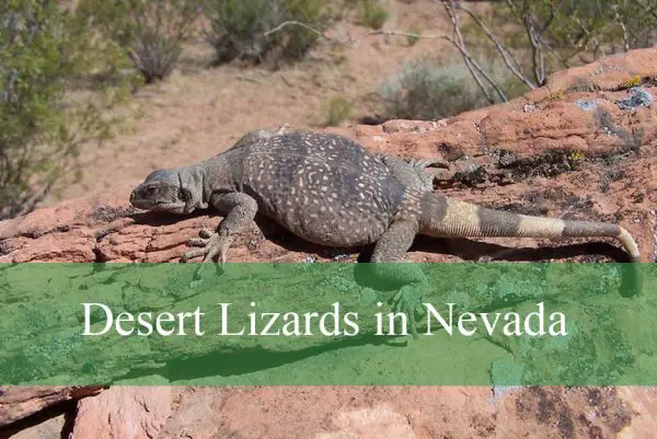 Desert Lizards in Nevada