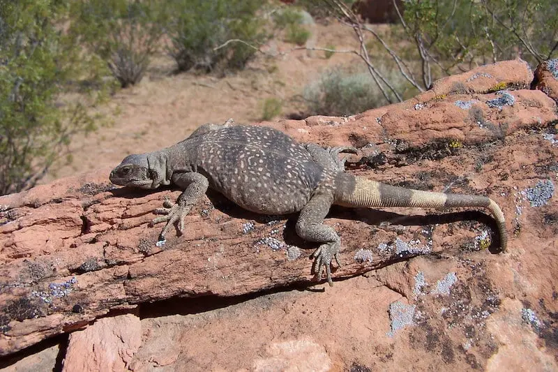 Desert Lizards in Nevada