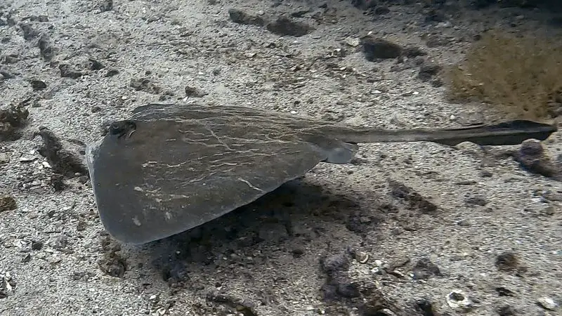 Stingrays Found in California
