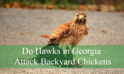 Do Hawks in Georgia Attack Backyard Chickens?