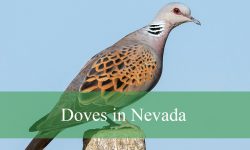 9 Types of Doves and Pigeons in Nevada (Pictures and ID Guide)