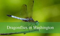 What You Didn’t Know About Dragonflies in Washington Wetlands