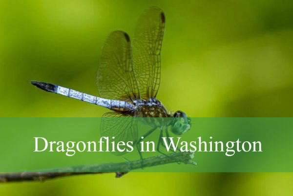 Dragonflies in Washington Wetlands