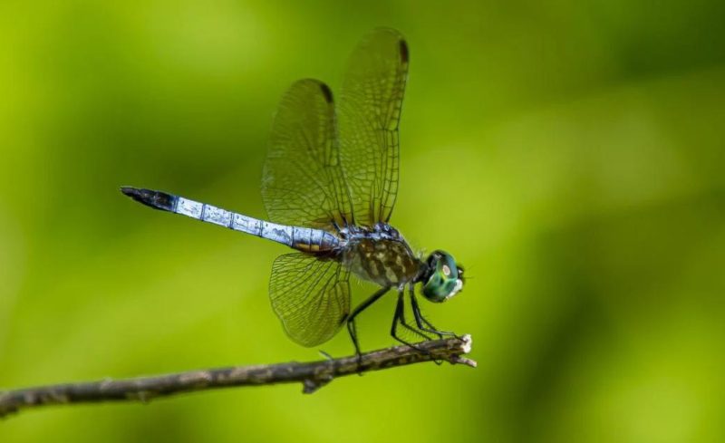 Dragonflies in Washington Wetlands