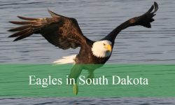 2 Types of Eagles in South Dakota (With Pictures and Identification)