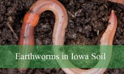 Hidden Facts About Earthworms in Iowa Soil That Will Shock You