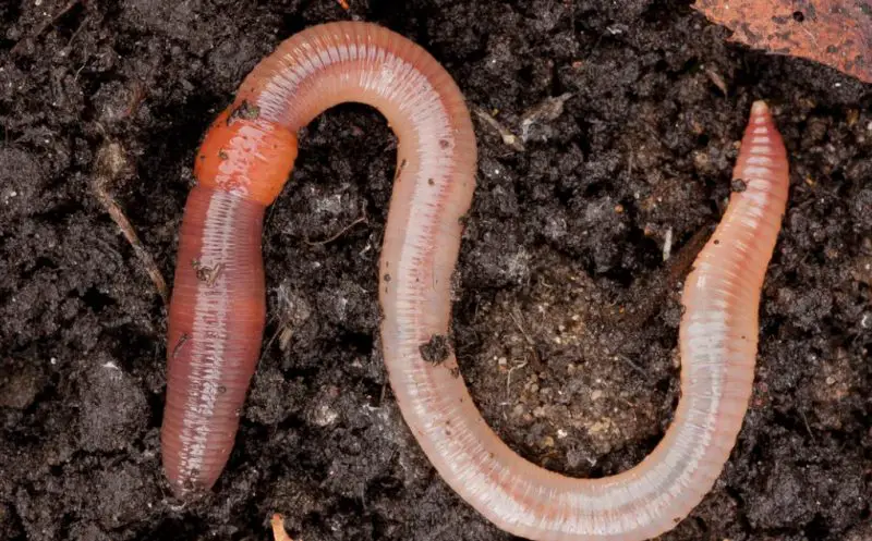Earthworms in Iowa Soil