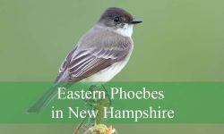 Hidden Facts About Eastern Phoebes in New Hampshire