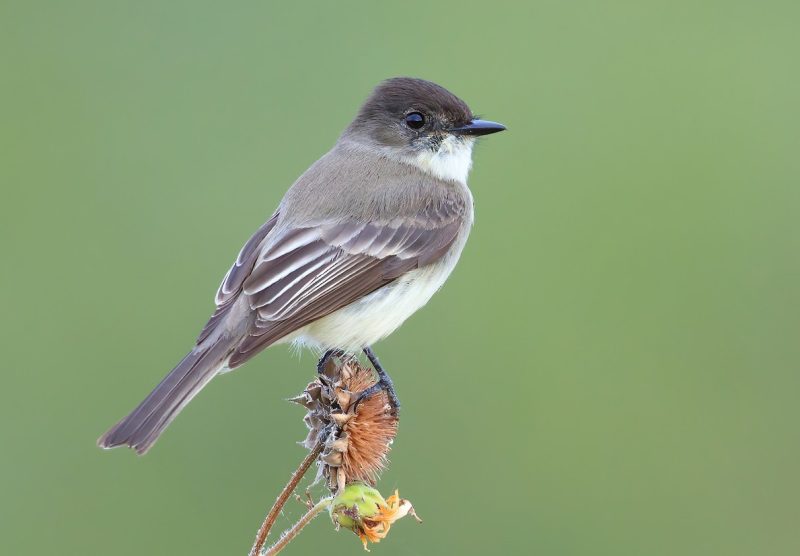 Eastern Phoebes in New Hampshire
