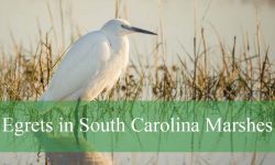 Hidden Facts About Egrets in South Carolina Marshes