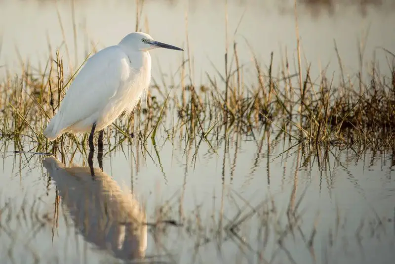 Egrets in South Carolina Marshes