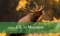 10 Facts About Elk in Montana That Will Leave You Wondering