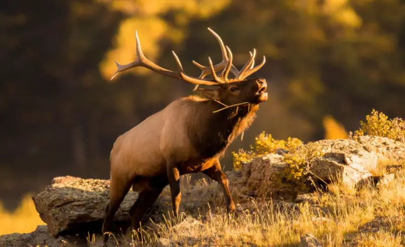 Elk in Montana