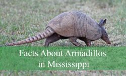 10 Facts About Armadillos in Mississippi That Will Blow Your Mind