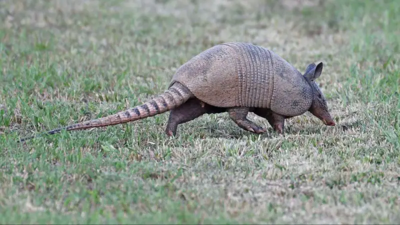Facts About Armadillos in Mississippi