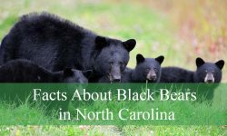 10 Facts About Black Bears in North Carolina You Never Knew