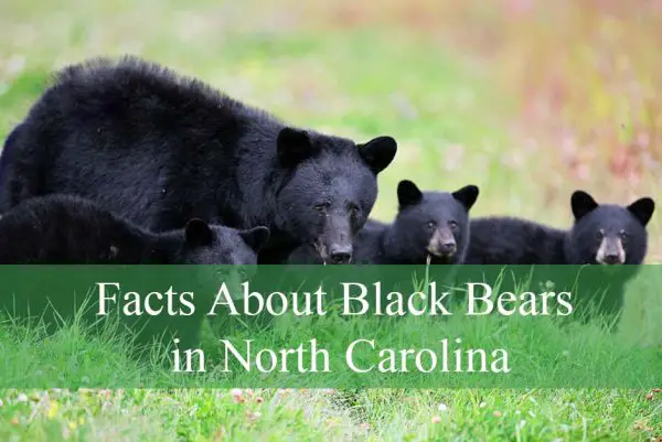 Facts About Black Bears in North Carolina