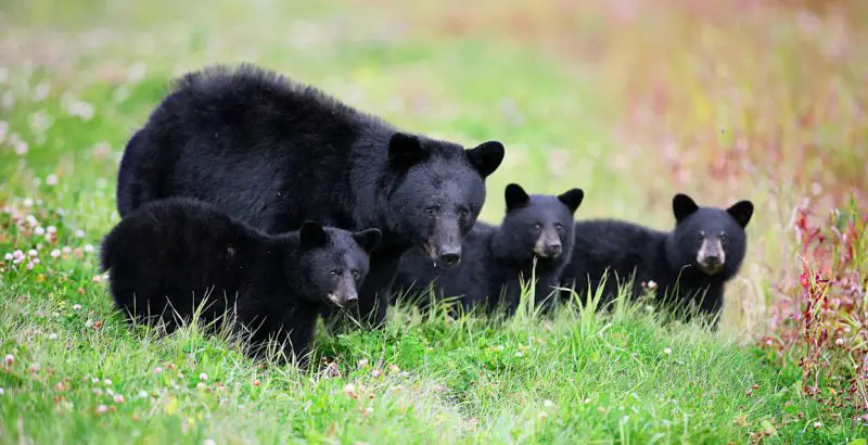Facts About Black Bears in North Carolina
