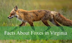 Unknown Facts About Foxes in Virginia That Will Shock You