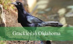 Hidden Facts About Grackles in Oklahoma You Never Heard Before