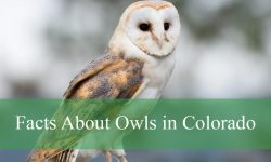 Shocking Facts About Owls in Colorado You Didn’t Know