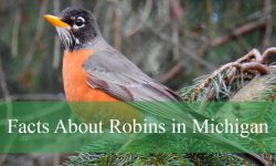 Little-Known Facts About Robins in Michigan
