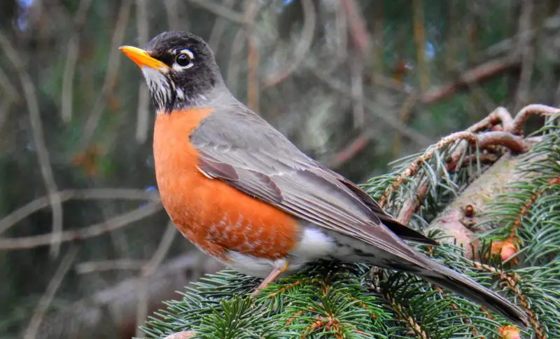 Facts About Robins in Michigan