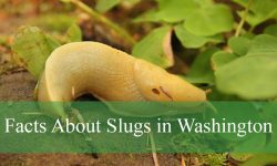 Hidden Facts About Slugs in Washington That Will Surprise You