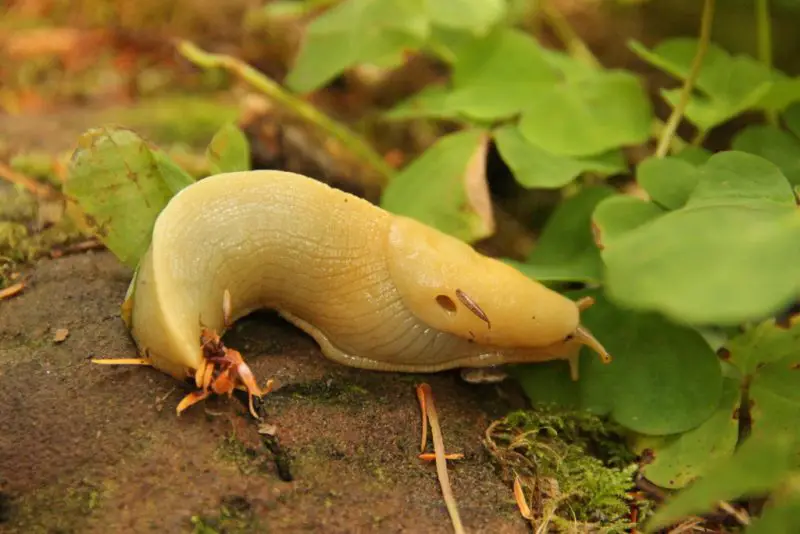 Facts About Slugs in Washington
