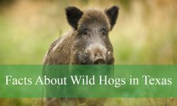 Interesting Facts About Wild Hogs in Texas You Didn’t Know