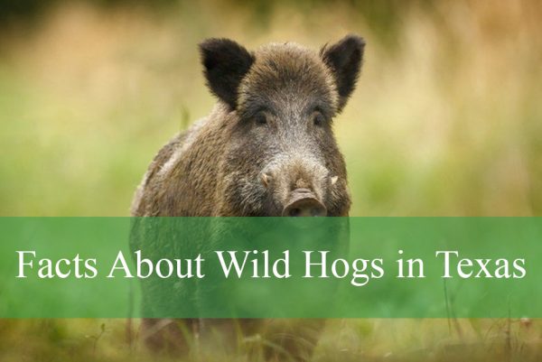 Facts About Wild Hogs in Texas