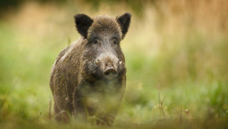 Facts About Wild Hogs in Texas