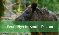 3 Types of Feral Pigs in South Dakota (Pictures and Identification)
