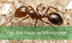 8 Fire Ant Facts in Mississippi That Affect People & Pets