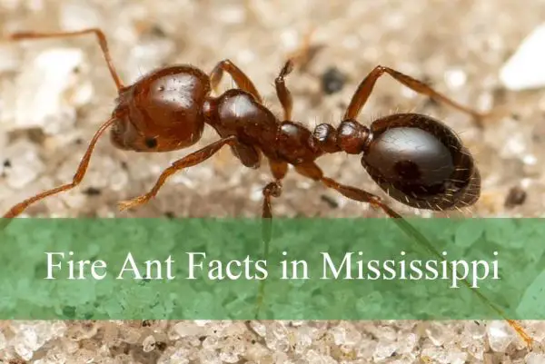 Fire Ant Facts in Mississippi