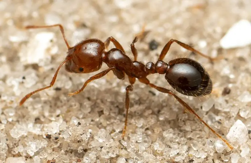 Fire Ant Facts in Mississippi