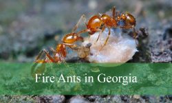 The Truth About Fire Ants in Georgia You Didn’t Know