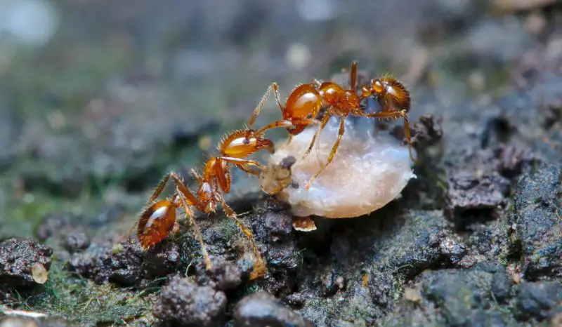 Fire Ants in Georgia 