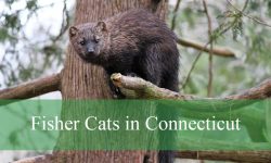 11 Secrets About Fisher Cats in Connecticut You Didn’t Know