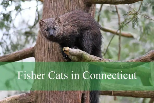Fisher Cats in Connecticut