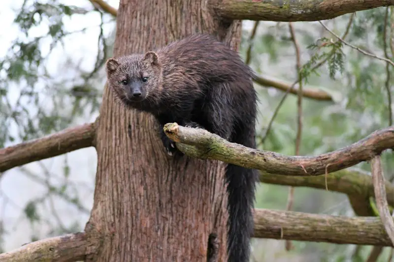 Fisher Cats in Connecticut