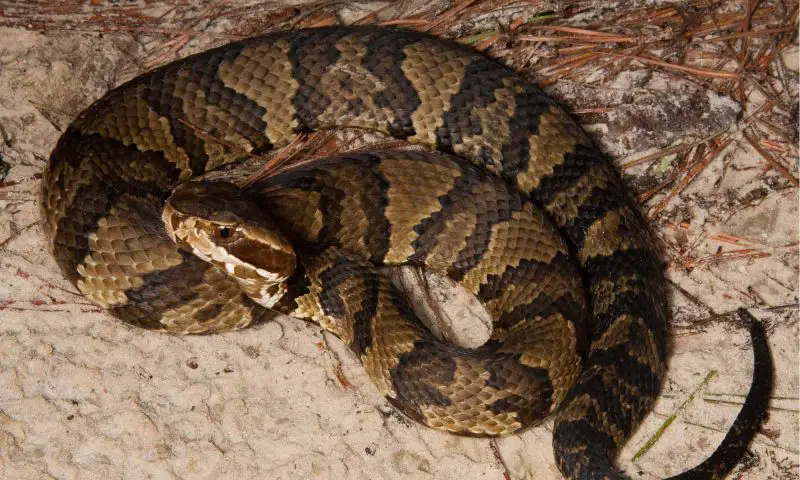 Florida Cottonmouth